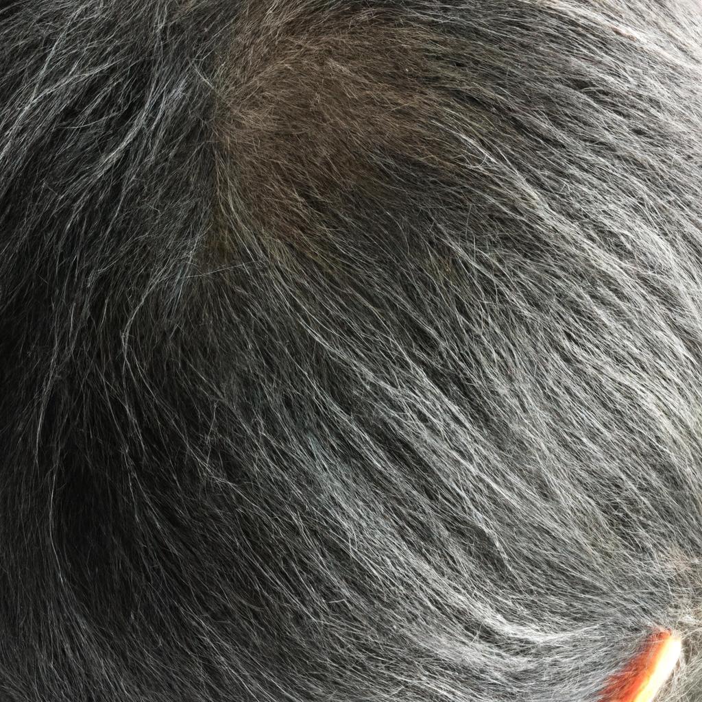 白髪の真実